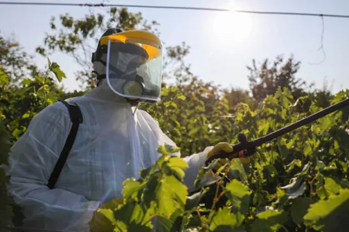 Worker in protective gear spraying pesticide on crops